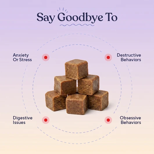Calm Chews — Anxiety Relief & Daily Stress Support