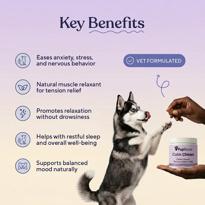 Calm Chews — Anxiety Relief & Daily Stress Support